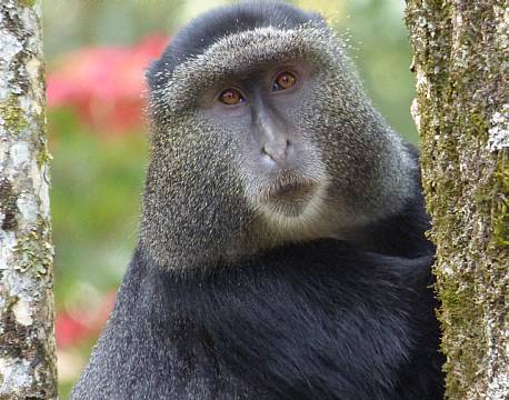 kakamega national reserve kenya africa tours