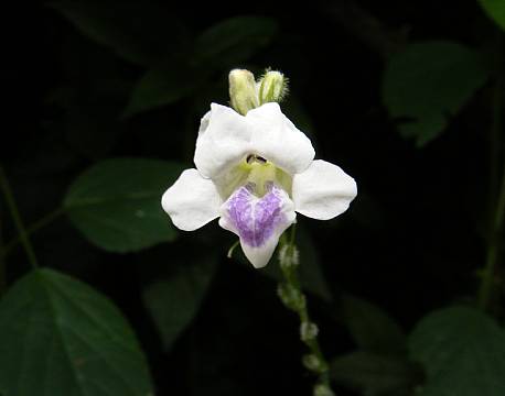 kakamega national reserve kenya africa tours