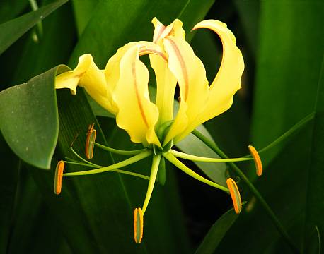 kakamega national reserve kenya africa tours