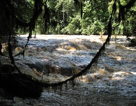 kakamega national reserve kenya africa tours