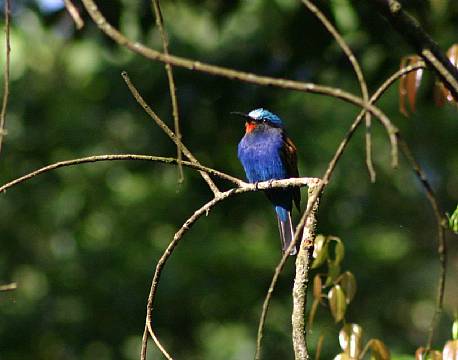 kakamega national reserve kenya africa tours
