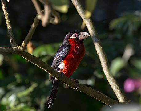 kakamega national reserve kenya africa tours