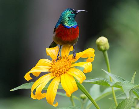 kakamega national reserve kenya africa tours