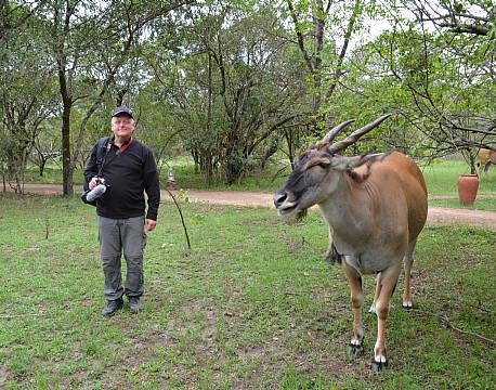 tæt på safaridyr africa tours