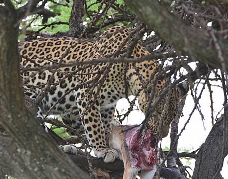 leopard spiser bytte africa tours