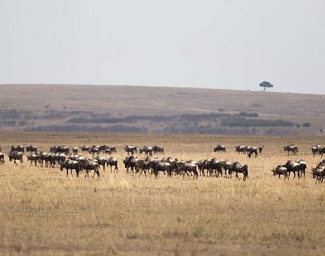 Gnuer på deres vandring