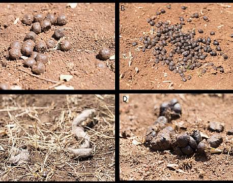 Kan du gætte hvilke dyr der har efterladt disse?