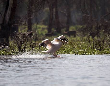 Landingsstellet er nede og klar til landing