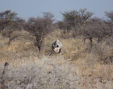 Næsehorn i Etosha National Park