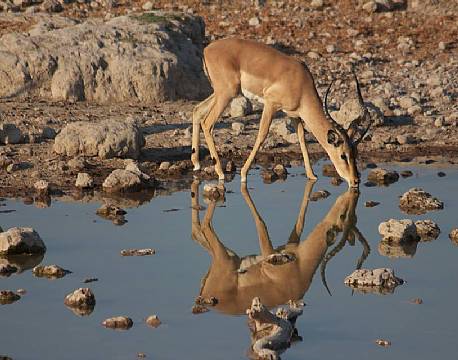 Lille spejl på væggen der - Etosha National Park