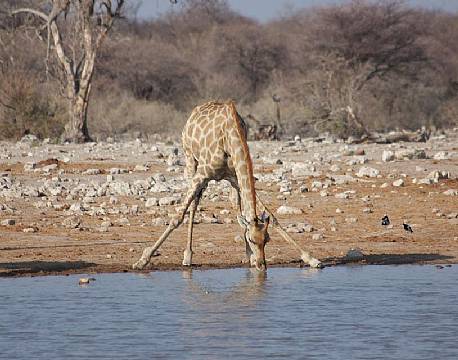Drikkende giraf