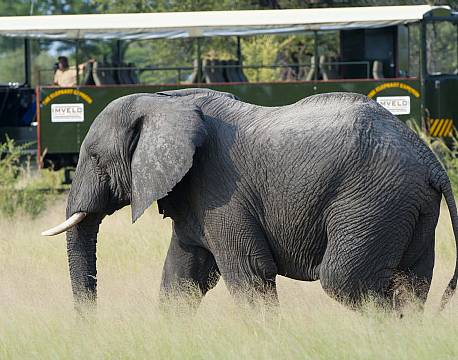 seværdighed Elephant Express zimbabwe africa tours