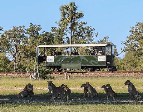 seværdighed Elephant Express zimbabwe africa tours