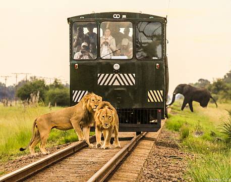 seværdighed Elephant Express zimbabwe africa tours
