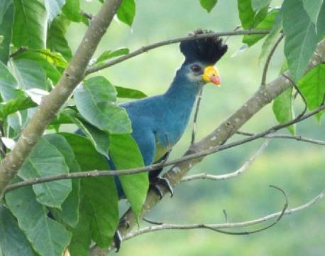 Turaco Treetops Uganda 8 africa tours