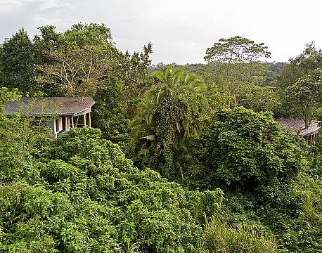 Turaco Treetops Uganda 6 africa tours
