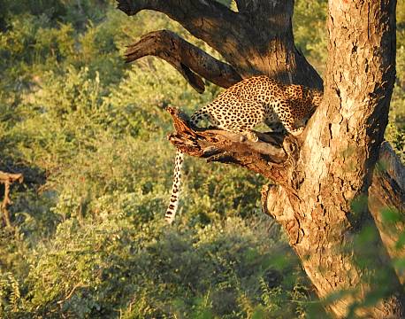 sydafrika safari leopard africa tours