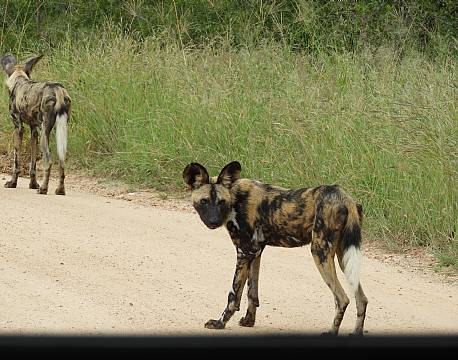 vildhund sydafrika africa tours