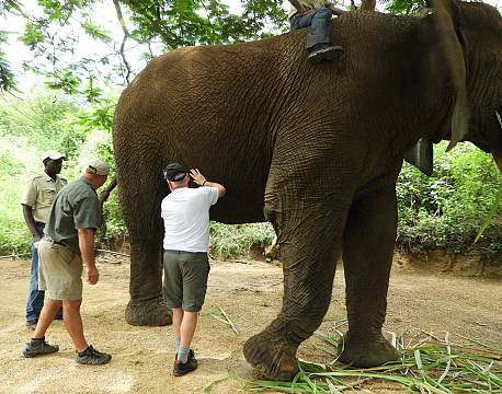 rør ved elefant sydafrika safari africa tours