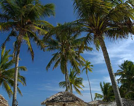 Breezes Resort & Spa, Zanzibar, Det Indiske Ocean 6 africa tours