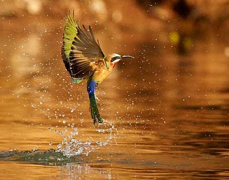 Mosi-oa-Tunya N.P Zambia africa tours