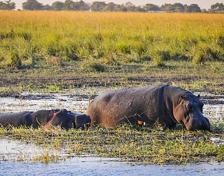 Mosi-oa-Tunya N.P Zambia africa tours
