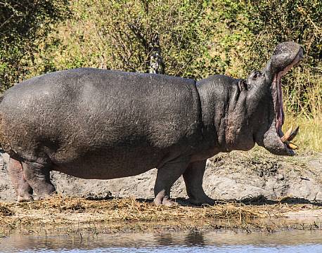 Mosi-oa-Tunya N.P Zambia africa tours