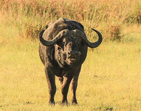 Mosi-oa-Tunya N.P Zambia africa tours