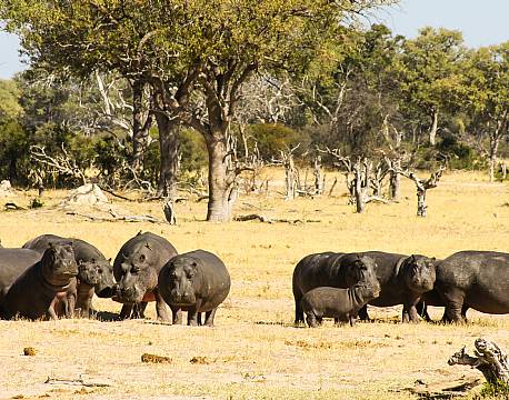 Mosi-oa-Tunya N.P Zambia africa tours