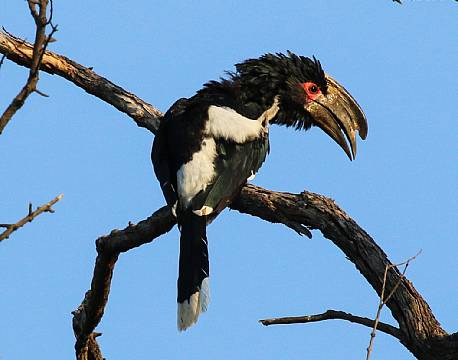 Mosi-oa-Tunya N.P Zambia africa tours