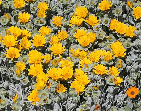 De Hoop Nature Reserve sydafrika africa tours