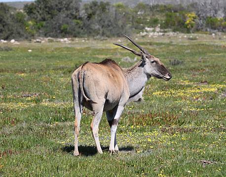 De Hoop Nature Reserve sydafrika africa tours