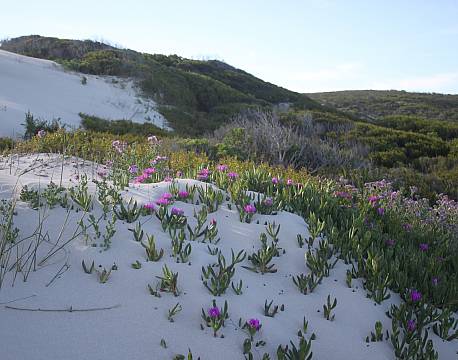 De Hoop Nature Reserve sydafrika africa tours