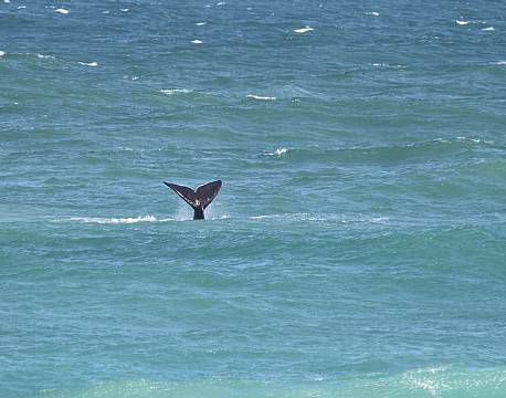 De Hoop Nature Reserve sydafrika africa tours