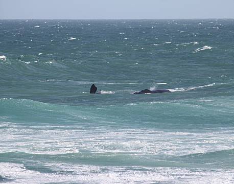 De Hoop Nature Reserve sydafrika africa tours