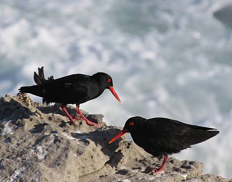 De Hoop Nature Reserve sydafrika africa tours