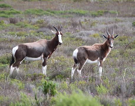 Bontebok National Park sydafrika africa tours