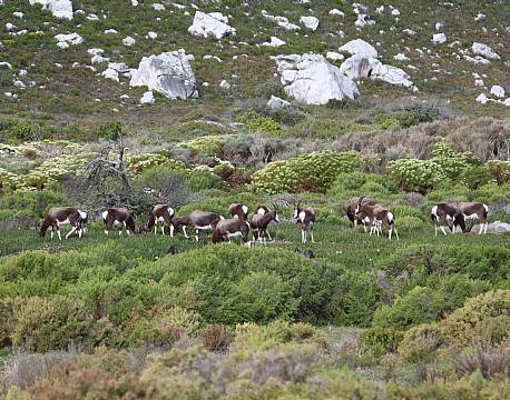 Bontebok National Park sydafrika africa tours