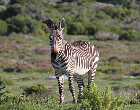 Bontebok National Park sydafrika africa tours