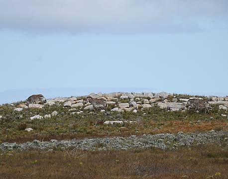 Bontebok National Park sydafrika africa tours