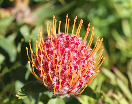 Bontebok National Park sydafrika africa tours