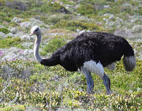 Bontebok National Park sydafrika africa tours