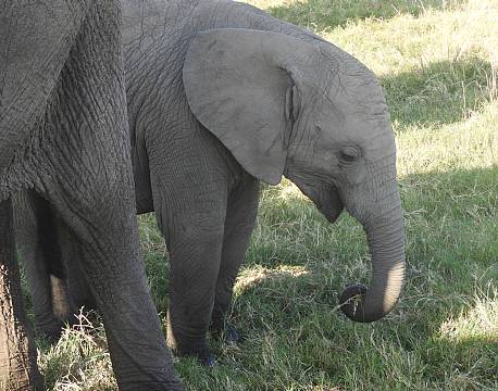 safarielefanter tæt på africa tours