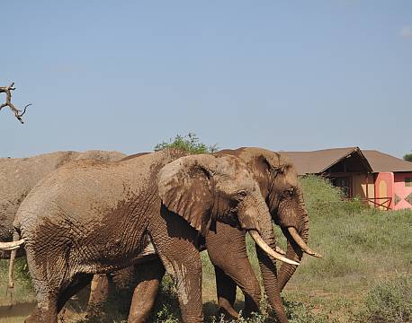 Kilima Safari Camp kenya africa tours