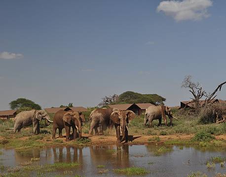 Kilima Safari Camp kenya africa tours