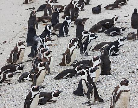 Brillepingviner på stranden i Cape Town