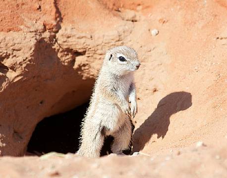 En af vores små naboer i campen i Kalahari