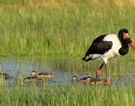 Imvelo Bomani Tented lodge zimbabwe 18 africa tours