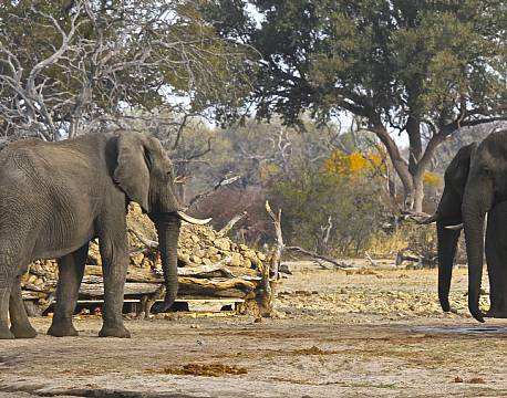  Imvelo Camelthorn Lodge zimbabwe 16 africa tours