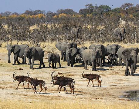 Imvelo Jozibanini Camp zimbabwe 18 africa tours